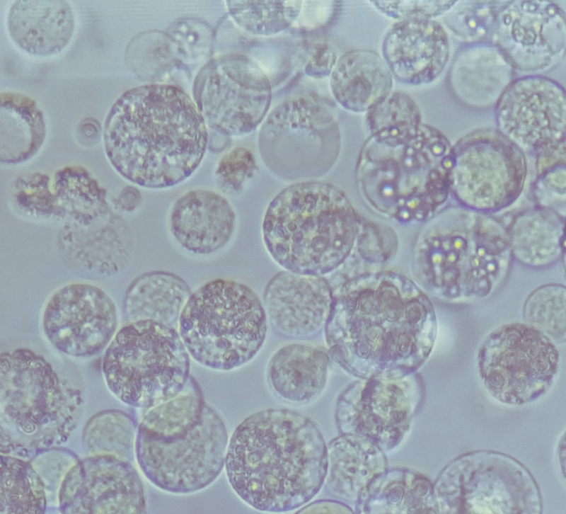 Ruby Protoplast EDUCATION: 4: Advanced Topics