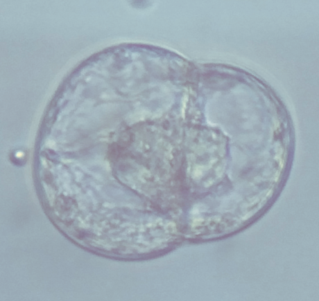 Ruby Protoplast EDUCATION: 4: Advanced Topics